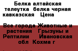 Белка алтайская телеутка, белка черная кавказская › Цена ­ 5 000 - Все города Животные и растения » Грызуны и Рептилии   . Ивановская обл.,Кохма г.